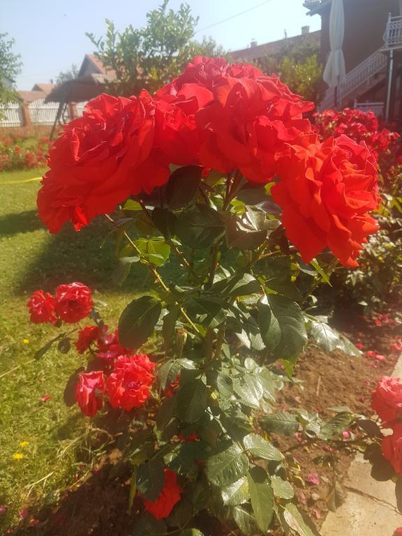 Guest House Rose Smederevska Palanka エクステリア 写真